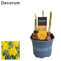 ohgreen Voorjaar|Ecocheques|Narcis 'rip van winkle'