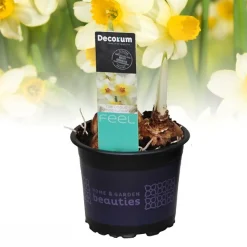 ohgreen Voorjaar|Ecocheques|Narcis 'spring sunshine'