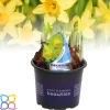 ohgreen Voorjaar|Ecocheques|Narcis 'tete a tete'