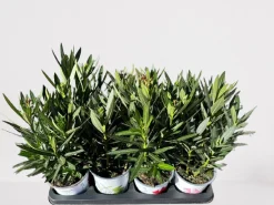 ohgreen Mediterrane Planten|Ecocheques|Oleander struik