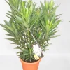 ohgreen Mediterrane Planten|Ecocheques|Oleander struik