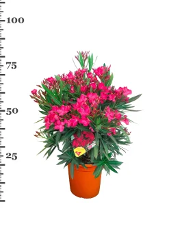 ohgreen Mediterrane Planten|Ecocheques|Oleander struik p22 h70