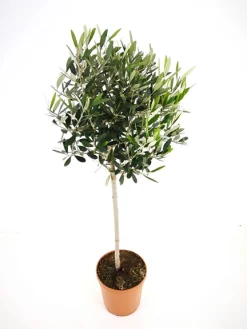 ohgreen Mediterrane Planten|Ecocheques|Olijfboom op stam p 23cm h 110cm