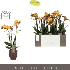 ohgreen Orchideeën|Ecocheques|Orchidee Phalaenopsis emilia bruin 3 takken