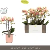 ohgreen Orchideeën|Ecocheques|Orchidee Phalaenopsis molise roze 3 takken