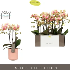 ohgreen Orchideeën|Ecocheques|Orchidee Phalaenopsis molise roze 3 takken