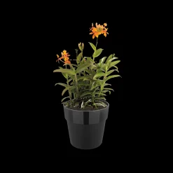 ohgreen Ecocheques|Potten En Vazen|ORIGINAL ROND 25CM LIVING BLACK