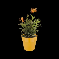 ohgreen Ecocheques|Potten En Vazen|ORIGINAL ROND 22CM OKER