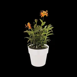 ohgreen Ecocheques|Potten En Vazen|ORIGINAL ROND 14CM WIT