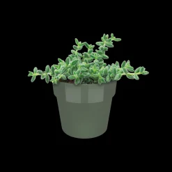 ohgreen Ecocheques|Potten En Vazen|ORIGINAL ROND MINI 7CM BLAD GROEN