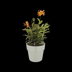 ohgreen Ecocheques|Potten En Vazen|ORIGINAL ROND MINI 9CM WARM GRIJS