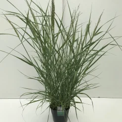 ohgreen Vaste Planten|Ecocheques|Panicum virgatum Prairie Sky ( Parelgierst of Vingergras )