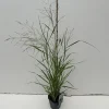 ohgreen Vaste Planten|Ecocheques|Panicum virgatum Prairie Sky ( Parelgierst of Vingergras )