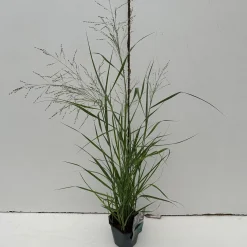 ohgreen Vaste Planten|Ecocheques|Panicum virgatum Prairie Sky ( Parelgierst of Vingergras )