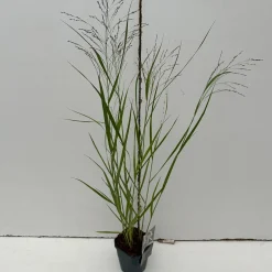 ohgreen Vaste Planten|Ecocheques|Panicum virgatum Squaw ( Parelgierst )