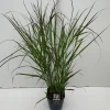 ohgreen Vaste Planten|Ecocheques|Panicum virgatum Squaw ( Parelgierst )