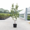 ohgreen Fruitbomen|Ecocheques|Peer oude boom pyrus communis 2-arm