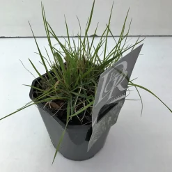 ohgreen Vaste Planten|Ecocheques|Pennisetum alopecuroides Hameln (Lampenpoetsersgras)