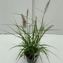 ohgreen Vaste Planten|Ecocheques|Pennisetum orientale Karley Rose ( Lampepoetser )