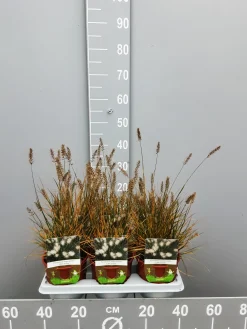 ohgreen Ecocheques|Vaste Planten|Pennisetumalopecuroïdes little