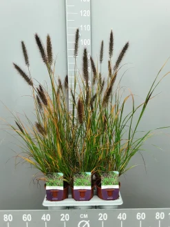 ohgreen Ecocheques|Vaste Planten|Pennisetumalopecuroïdes virides