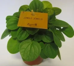 ohgreen Groene Planten|Ecocheques|Peperomia Albovittata