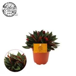 ohgreen Groene Planten|Ecocheques|Peperomia rosso