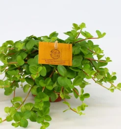 ohgreen Groene Planten|Ecocheques|Peperomia rotundifolia