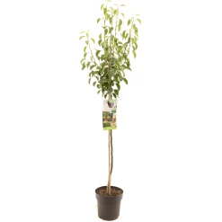 ohgreen Fruitbomen|Ecocheques|Perenboom pyrus communis wildeman halfstam
