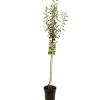 ohgreen Fruitbomen|Ecocheques|Perenboom pyrus communis doyenne comice halfstam