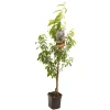 ohgreen Fruitbomen|Ecocheques|Perzikboom prunus persica peregrine laagstam