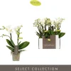 ohgreen Bloeiende Planten|Ecocheques|Phalaenopsis 2 tak sandra wit p7 h25