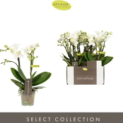 ohgreen Bloeiende Planten|Ecocheques|Phalaenopsis 2 tak sandra wit p7 h25