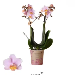 ohgreen Bloeiende Planten|Ecocheques|Phalaenopsis 2 tak 'andora' roze
