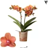 ohgreen Bloeiende Planten|Ecocheques|Phalaenopsis 2 tak 'bolzano' oranje