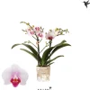 ohgreen Bloeiende Planten|Ecocheques|Phalaenopsis 2 tak gibraltar