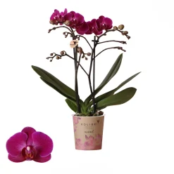 ohgreen Bloeiende Planten|Ecocheques|Phalaenopsis 2 tak 'moreli' paars