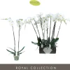 ohgreen Bloeiende Planten|Ecocheques|Phalaenopsis 2 tak pearl wit p15 h70