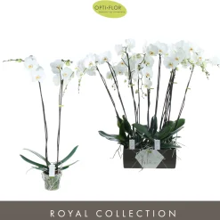 ohgreen Bloeiende Planten|Ecocheques|Phalaenopsis 2 tak pearl wit p15 h70