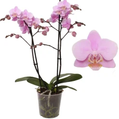 ohgreen Bloeiende Planten|Ecocheques|Phalaenopsis beauty 2 bloemstelen
