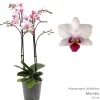 ohgreen Bloeiende Planten|Ecocheques|Phalaenopsis mambo 2 bloemstelen