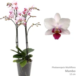 ohgreen Bloeiende Planten|Ecocheques|Phalaenopsis mambo 2 bloemstelen