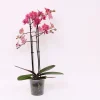 ohgreen Bloeiende Planten|Ecocheques|Phalaenopsis piper 2 bloemstelen