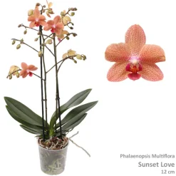 ohgreen Bloeiende Planten|Ecocheques|Phalaenopsis sunset Love 2 bloemstelen