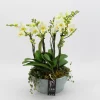ohgreen Orchideeën|Ecocheques|Phalaenopsis wit in blauw keramiek ( Orchidee )