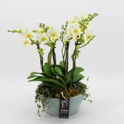ohgreen Orchideeën|Ecocheques|Phalaenopsis wit in blauw keramiek ( Orchidee )