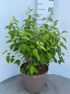 ohgreen Struiken|Ecocheques|Philadelphus Virginal ( Boerenjasmijn )