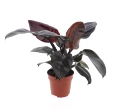 ohgreen Groene Planten|Ecocheques|Philodendron Black Cardinal