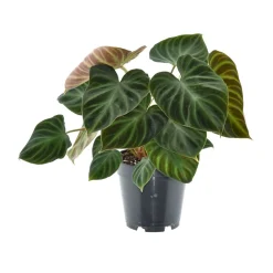 ohgreen Ecocheques|Groene Planten|Philodendron Verrucos Incensi