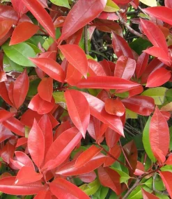 ohgreen Struiken|Ecocheques|Photinia fraseri Little Red Robin